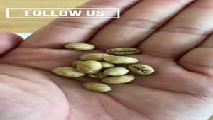 قیمت فله اکسسوری قهوه