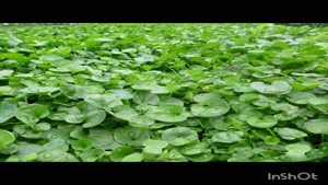 بذر شبدر دایکوندرا ، شبدر زینتی 09199762163