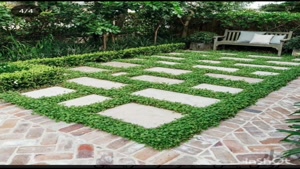 بذر شبدر دایکوندرا ، بذر چمن پردار 09199762163