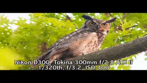 کارگاه شماره دو - عکاسی حیات وحش
