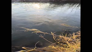 آهنگ دعا کن دلم آروم بگیره برای اینستا