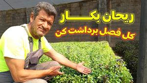 کاشت سبزی _ آموزش کاشت ریحان در خانه