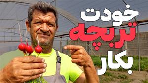 کاشت سبزی _ آموزش کاشت تربچه در خانه