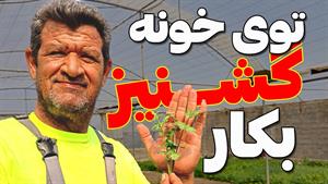 کاشت سبزی _ آموزش کاشت گشنیز در خانه