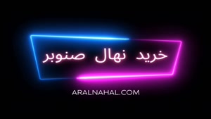 نهال صنوبر