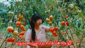 پرورش گوجه در یک روستای ژاپنی