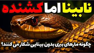 مستند حیات وحش - مارهای ببری نابینا اما کشنده 