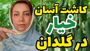 کاشت میوه _ آموزش خیار در گلدان