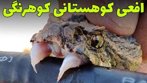 مستند حیوانات _ خاص ترین و زیباترین مار افعی کوهستانی کوهرنگ