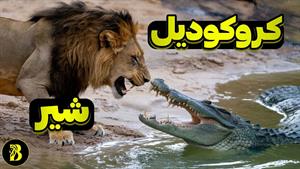 مستند حیوانات _ نبرد شیر و کروکودیل _ نبرد حیوانات