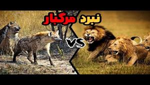 مستند حیوانات _ نبرد شیر و کفتار _ نبرد حیوانات