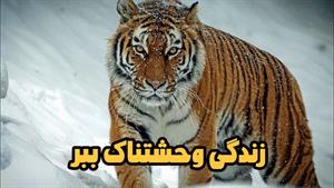 مستند حیوانات _ مستند زندگی ببرها 
