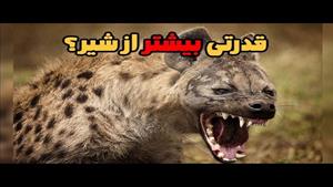 مستند حیوانات _ کفتار خالدار قوی تر شیر