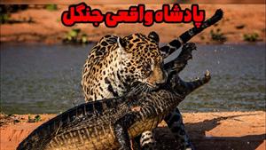 مستند حیوانات _ نبرد جگوار و شیر
