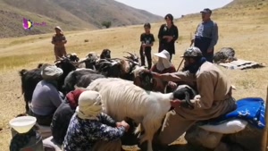 دامداری در طبیعت زیبای اشنویه