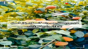 کلیپ صبح بخیر انگیزشی/کلیپ سلام صبحتون خدایی