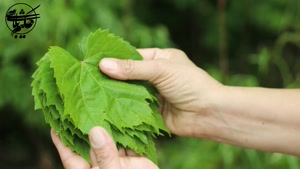 خواص برگ مو که نمی دانستید - فقط برای دلمه نیست