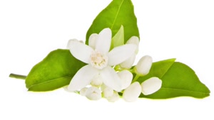 خواص اساطیری بهارنارنج 