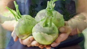 فواید معجزه آسای قنبیط