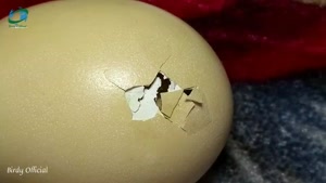 chick cycle