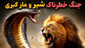 نبرد حیوانات - نبرد ترسناک شیر و مار کبری  😱