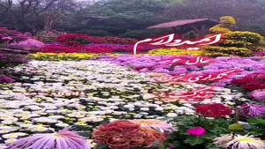 کلیپ صبح بخیر شاد برای وضعیت واتساپ / کلیپ صبح زیباتون بخیر