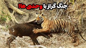 مستند حیوانات _ نبرد ببر و گراز وحشی
