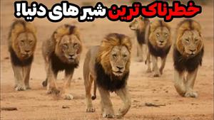 مستند حیوانات _ شیرهای ماپوخو