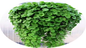 قیمت خرید بذر شبدر دایکوندرا - 09197443453