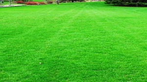 قیمت خرید بذر چمن برموداگراس - 09190993466