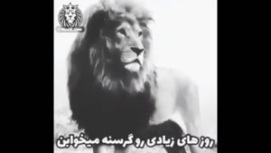 کلیپ لاتی / کلیپ لاتی خفن / لاتی برای استوری