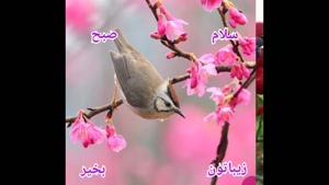 کلیپ صبح بخیر / استوری صبح بخیر زیبا