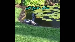 کلیپ صبح بخیر شاد / صبح زیباتون بخیر و شادی