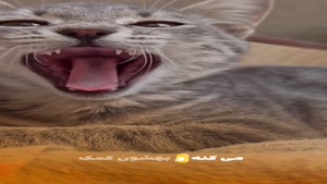 15 فکت درباره گربه ها ( پارت 2 )