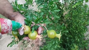 آموزش استفاده از سم کرم انار بادرام تاج ( badramtaj ) توسط مخترع این سم مهندس شروین تقا