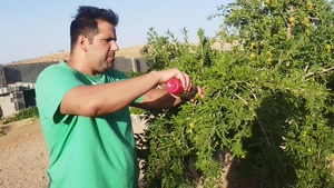 اعتماد باغداران به سم کرم گلوگاه انار بادرام تاج