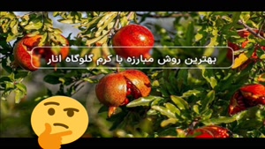 سم قارچ انار بادرام تاج ( badramtaj ) ، اولین سم برای کرم انار در ایران