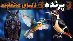مستند حیات وحش - سه پرنده سه دنیای متفاوت 