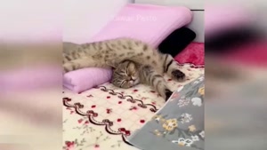 کلیپ گربه / کلیپ طنز حیوانات خانگی  / کلیپ خنده دار گربه