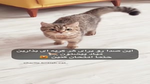 کلیپ گربه / گربه دوست داشتنی / کلیپ خنده دار گربه