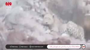 پلنگ ایرانی در حال خوردن شکار خود در پارک ملی