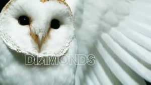 آهنگ زیبای Deftones - Diamond Eyes با متن شعر