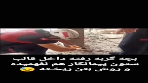 نجات بچه گربه مانده در زیر بتن