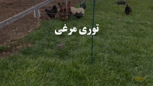 توری مرغی؛ کاربردها و ویژگی‌ها