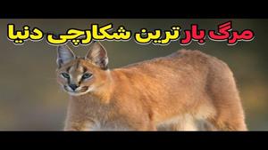 مستند حیوانات _ مستند سیاه‌گوش آمریکایی