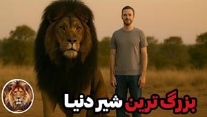 مستند حیوانات _ مستند بزرگترین شیر دنیا