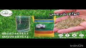 بذرچمن برموداگراس ، تخم چمن ماندگار 09199762163