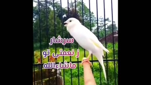 کلیپ صبح زیباتون بخیر و شادی