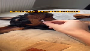 شیطنت‌های بی‌نظیر حیوان خانگی من! 🎥🐕🐈
