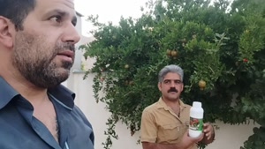 استفاده آقای افشار خاکسار از سم کرم گلوگاه انار بادرام تاج (